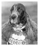 РОКИ * ROCKY №1083/к 1.12.1980 - 30.12.1994 blue-roan male